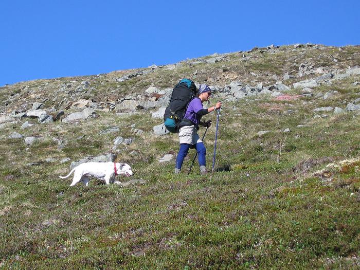 a white dog follows a backpacker on an alpine tundra slopeHeading into the backcountry means being prepared—for you and your canine companions.