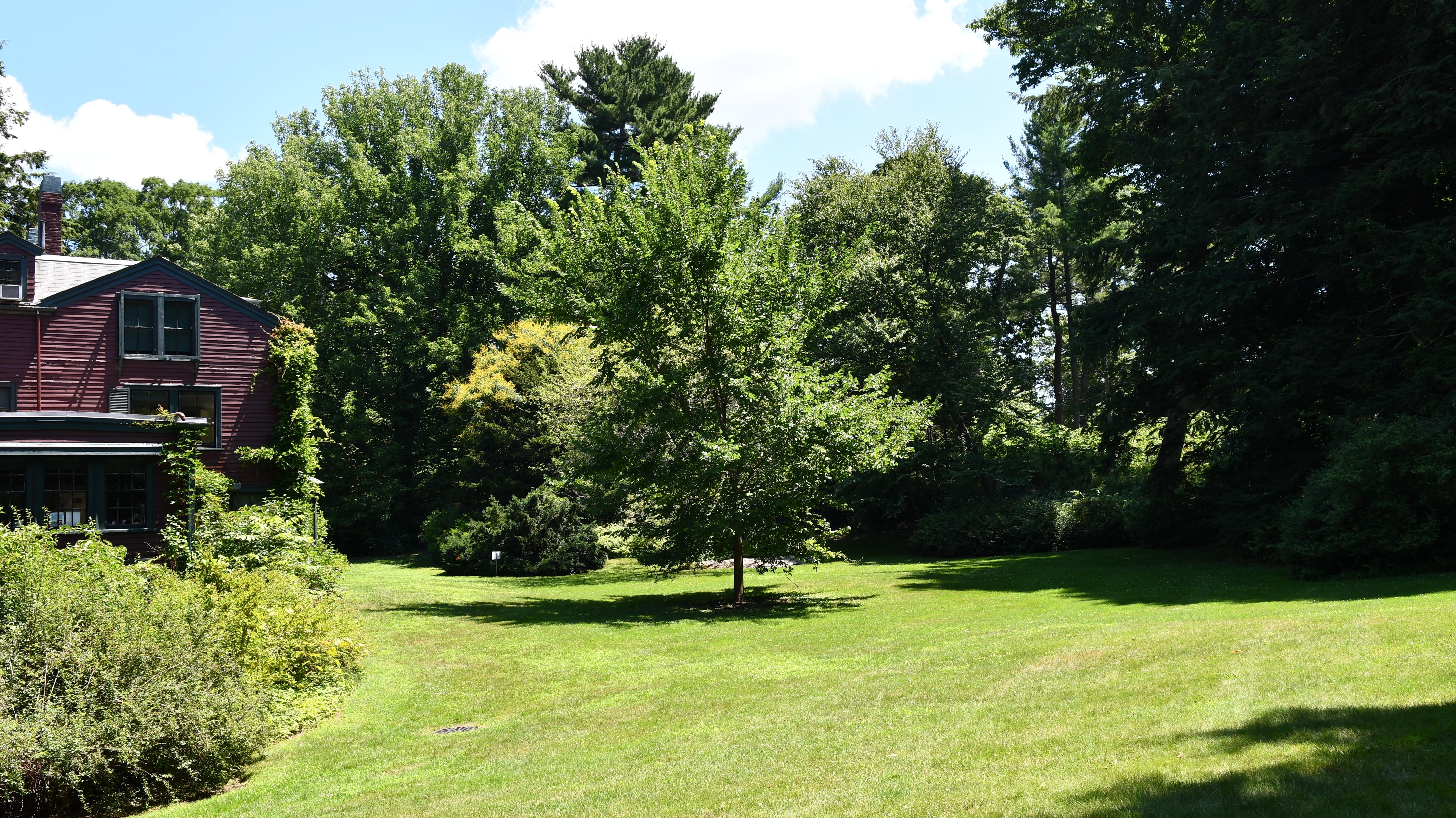 South Lawn