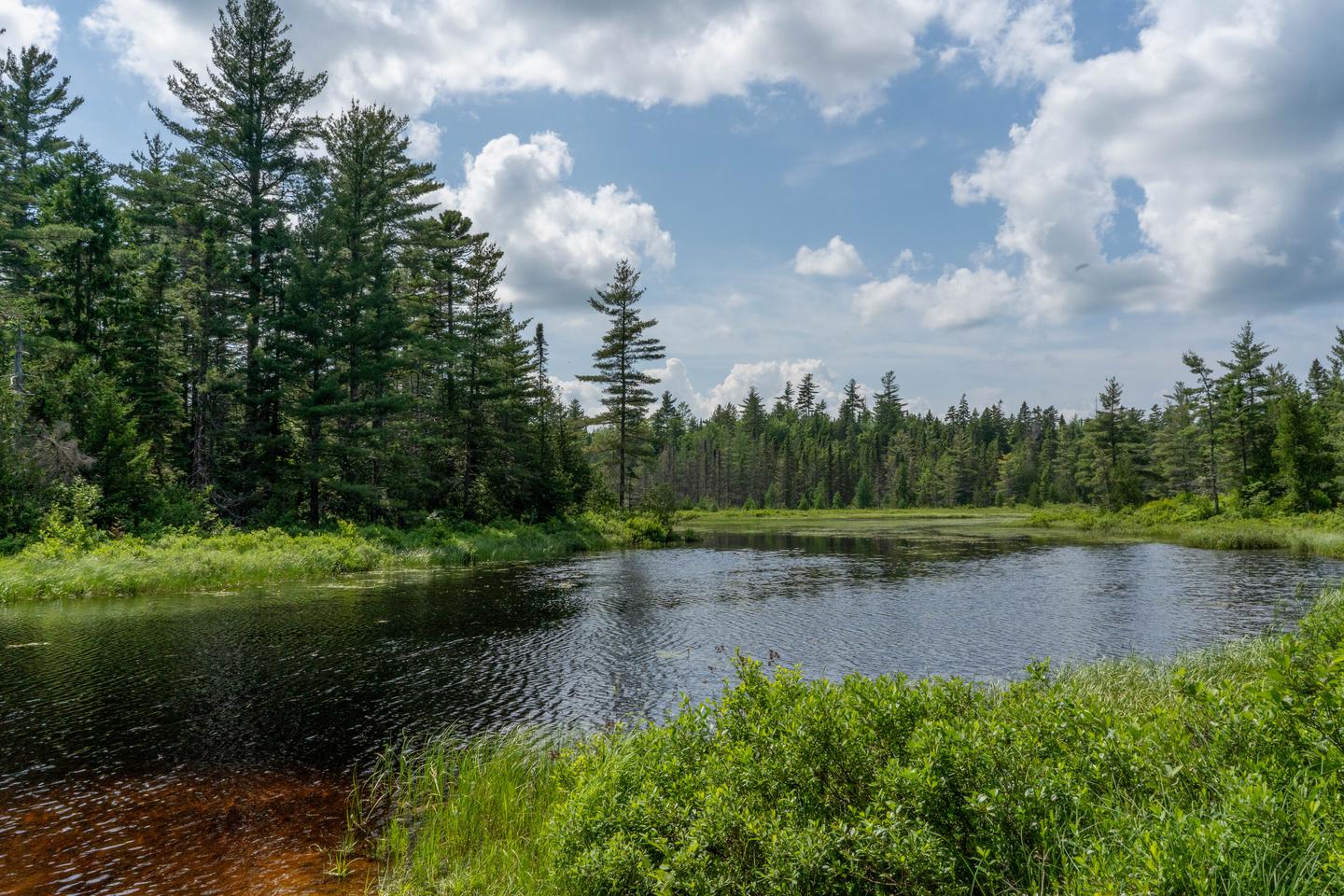 A landscape photo of Sandbank Stream. A patchy blue sky day with clouds overhead of the woods. A dark calm body of water is surrounded by vibrant green brush at the edges of the water. Tall evergreens are in the distance.A view of Sandbank Stream.