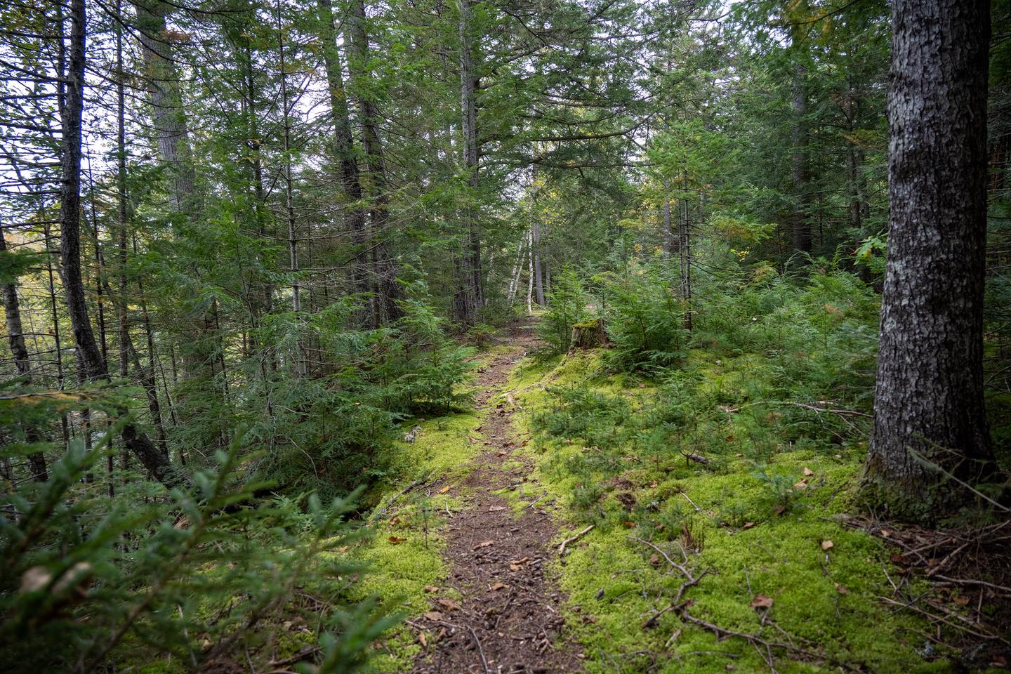 A long dirt trail with leaves and cones on the surface travels into the forest. The trail is lined with bright green moss on both sides and dark green shrubs. Tall trees extend past the image and line both sides of the trail.A trail that leads you to the outhouse and can connect to the IAT.