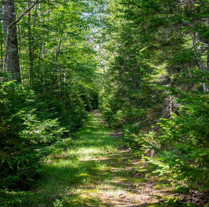 A lush green forest with a trail that has dirt and gravel as surface material and tall green grasses growing on the trail. The blue sky is barely visible through the dense canopy.Hike or bike a 2 mile trail to get to Esker Campsite.