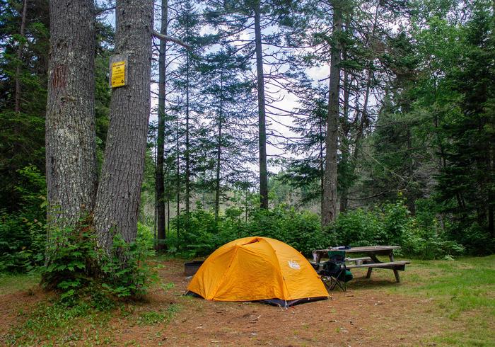 A small yellow tent set up in between large trees and a picnic table. The trees are so large that the canopy is not shown. There are green shrubs growing and forest behind the tent and picnic table.Remember to contact the Maine Forest Service at 207-435-7963 for a free campfire permit.
