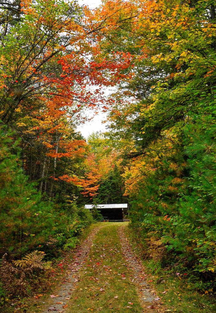 Colorful leaves creating an arch over a wide gravel and grassy trail. A small three sided wooden structure with a roof sits in the distance.A colorful fall approach to Wassataquoik Lean-to by way of Wassataquoik Gate.