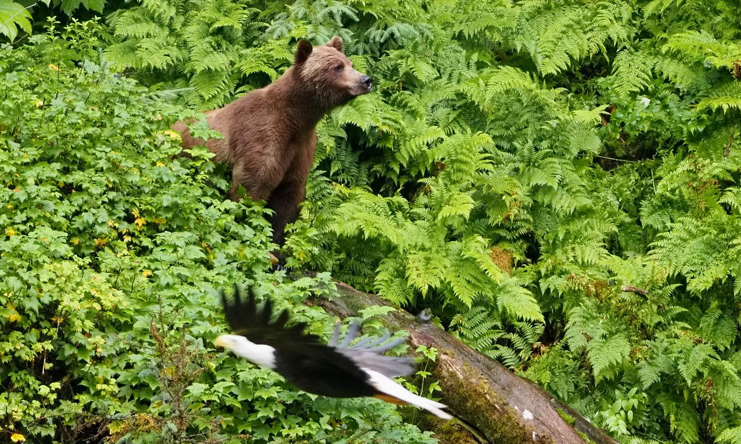 Brown bear and bald eagle surrounded by green fernsBald eagle photo bombs brown bear at Anan Wildlife Observatory