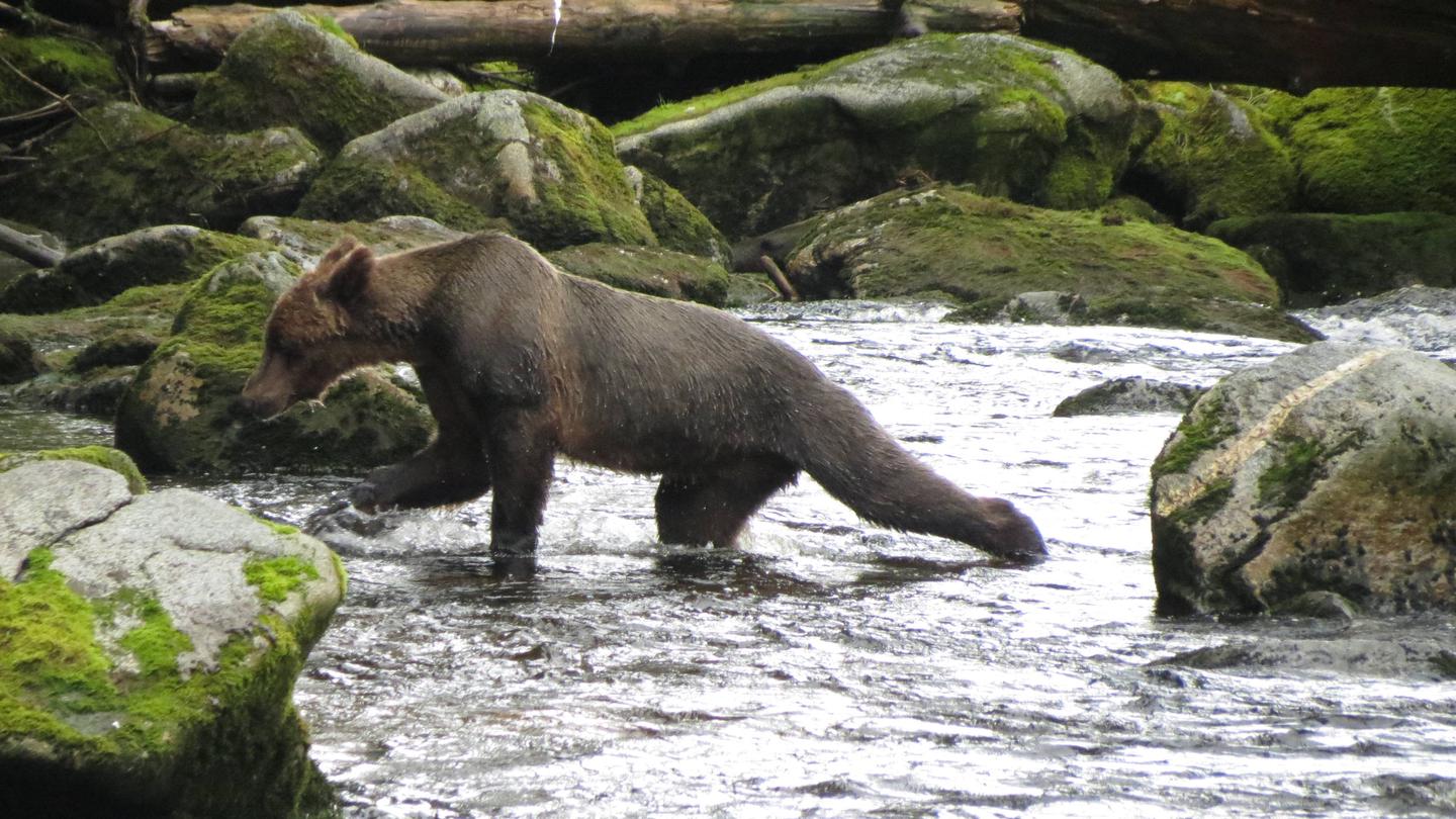 Brown bear in water surrounded by moss colored rocksBrown bear in Anan Creek