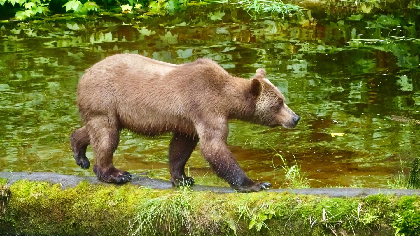 Brown bear next to water walking on moss covered logBrown bear at Anan WIldlife Observatory