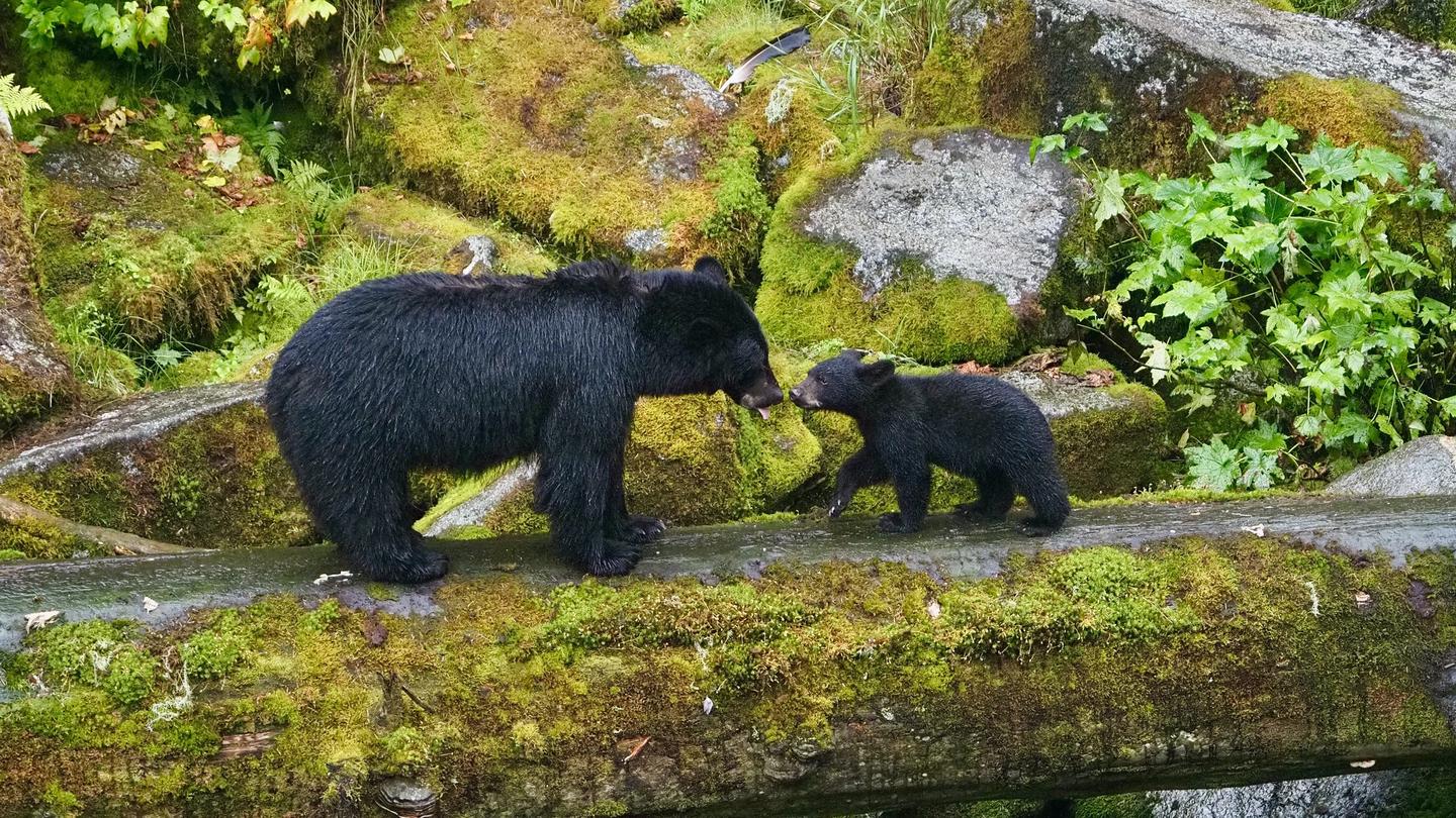 Black bear mama giving cub a lick on a moss covered logBlack bear mama and cub kiss hello at Anan Wildlife Observatory