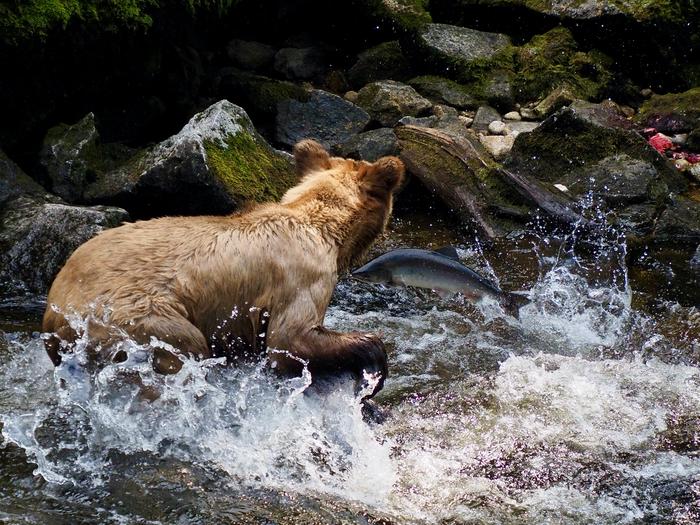 Brown bear with fish jumping by itBrown bear with jumping salmon at Anan Wildlife Observatory