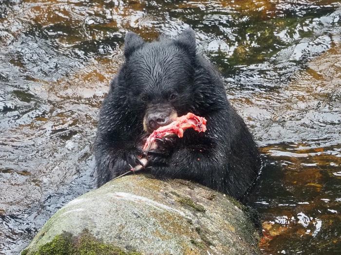 Black bear eating salmonBlack bear gobbling salmon