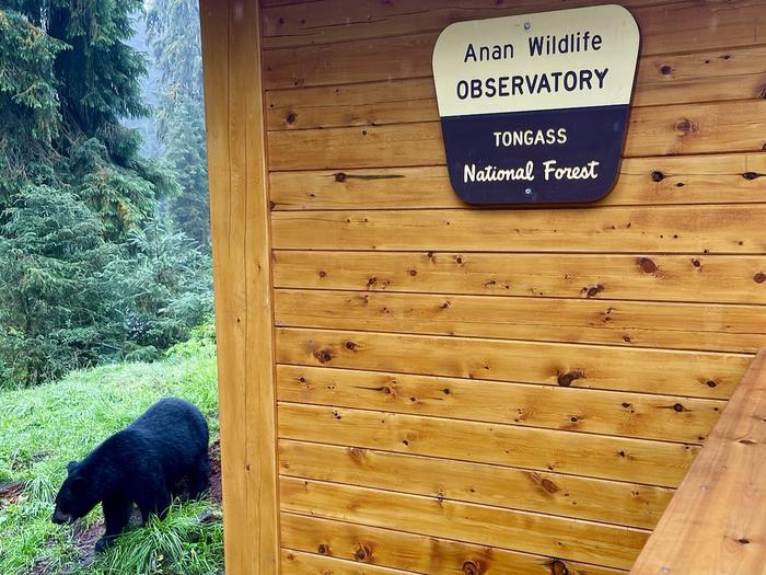 Black bear next to Anan Wildlife signBlack bear at Anan Wildlife Observatory