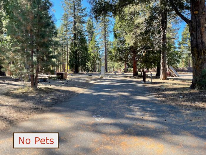 RV site 12 situated under tall evergreen trees with paved parking pad and fire ring. No pets banner.RV space 12