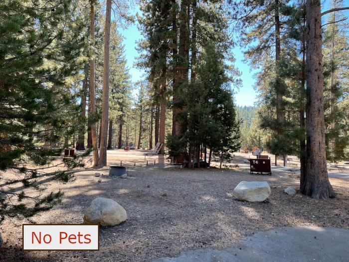 Tent site N04 situated under tall evergreen trees with paved parking pad and fire ring. No pets banner.Tent Campsite N04