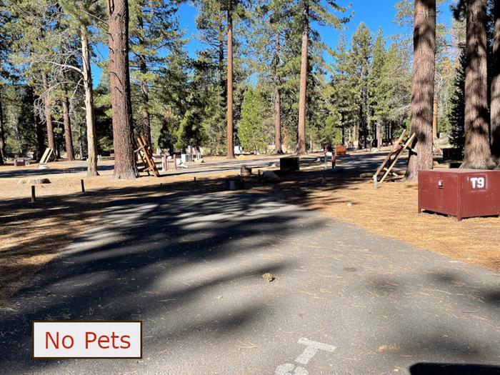 Tent site N09 situated under tall evergreen trees with paved parking pad and fire ring. No pets banner.Tent Campsite N09