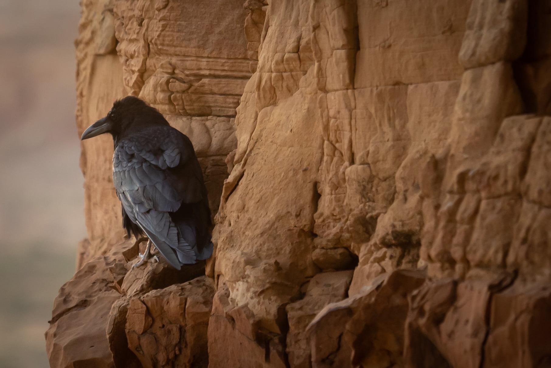 Raven