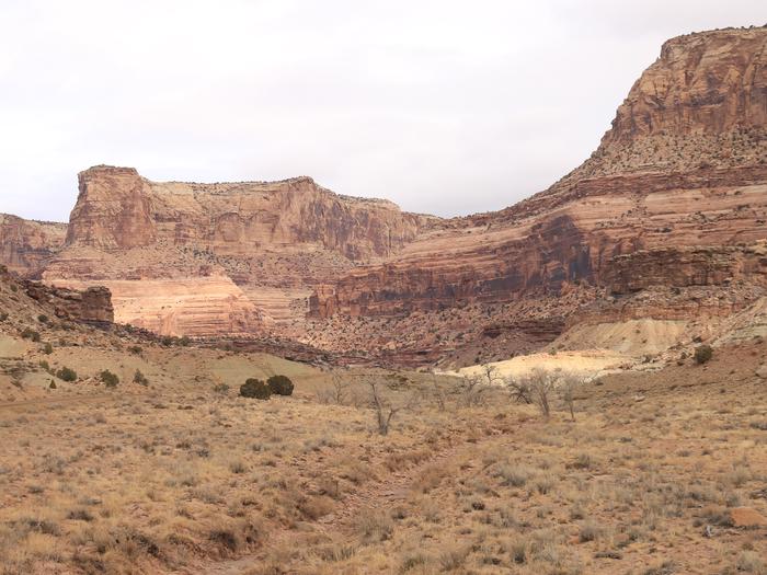 A wide canyon with orange and tan cliffs  and bare cottonwoods following a dry creekbed at the bottomLower Buckhorn Draw