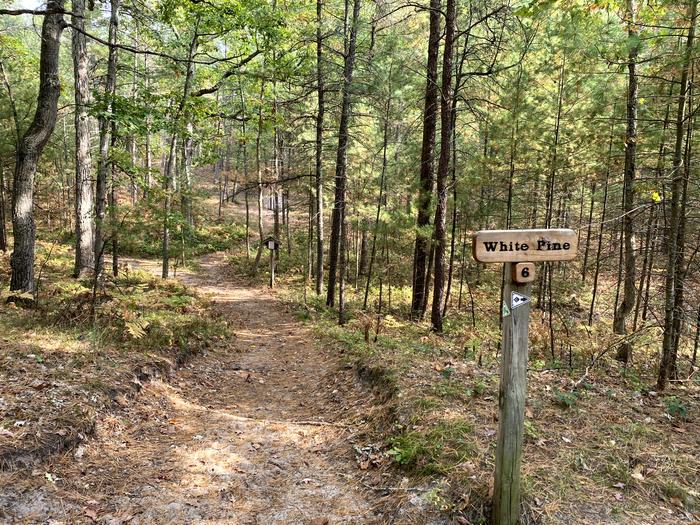 Dirt hiking trail through hardwood forest.
