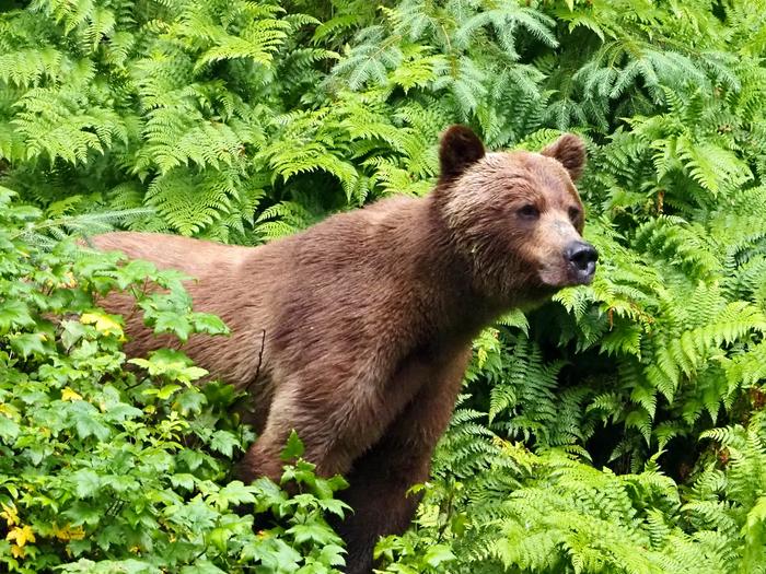 Brown bear at Anan Creek amidst fernsBrown bear at Anan Wildlife Observatory