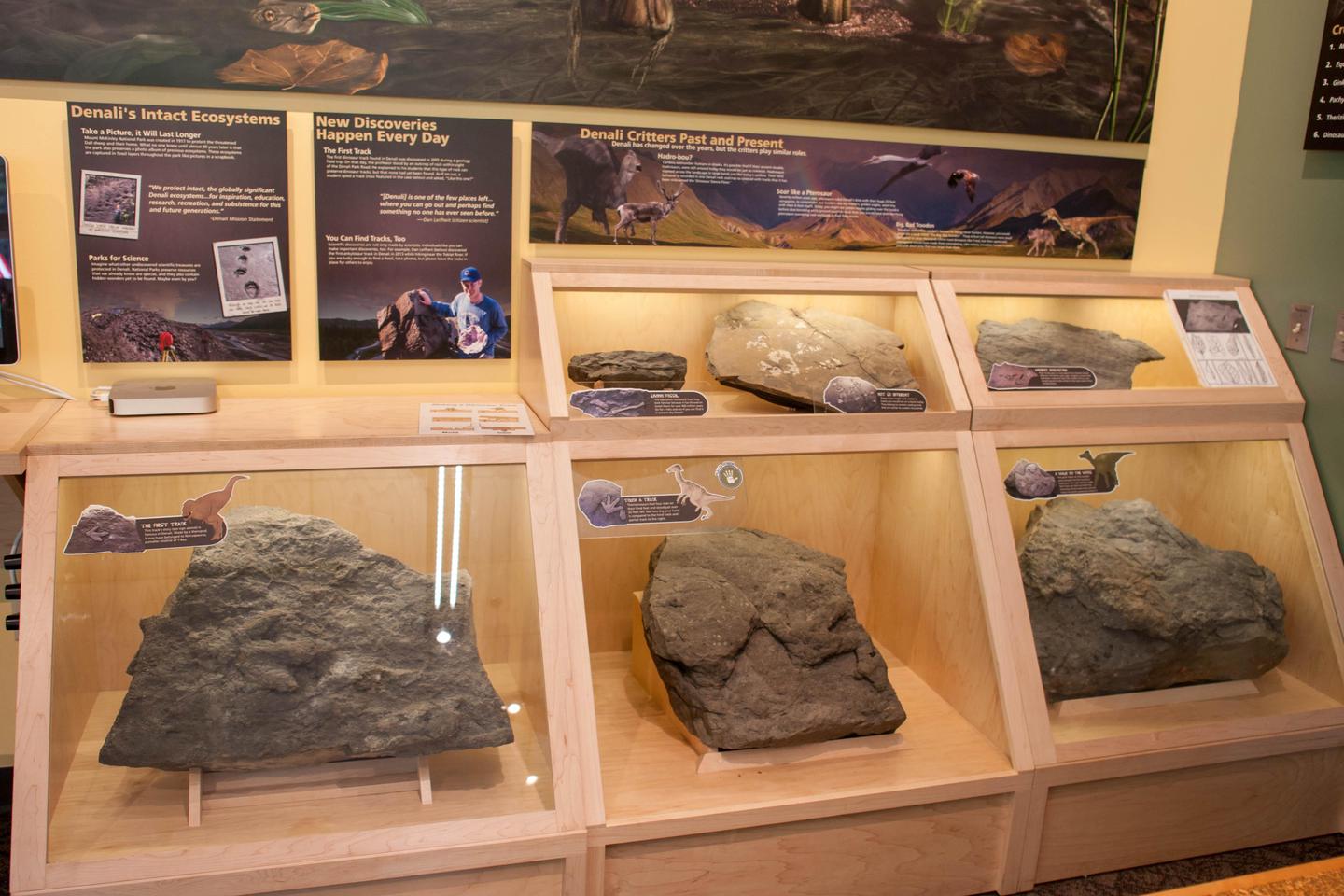 MSLC dino exhibitLearn about Denali's dinosaurs and touch a real dinosaur track inside the MSLC.