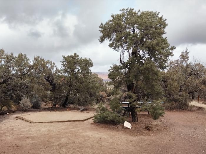 A tent pad and picnic table next to a tall pinon pine.Site 1 has one tent pad, a picnic table, and a metal fire ring. The Natural Bridges Campground is surrounded by a pinon-juniper forest.
