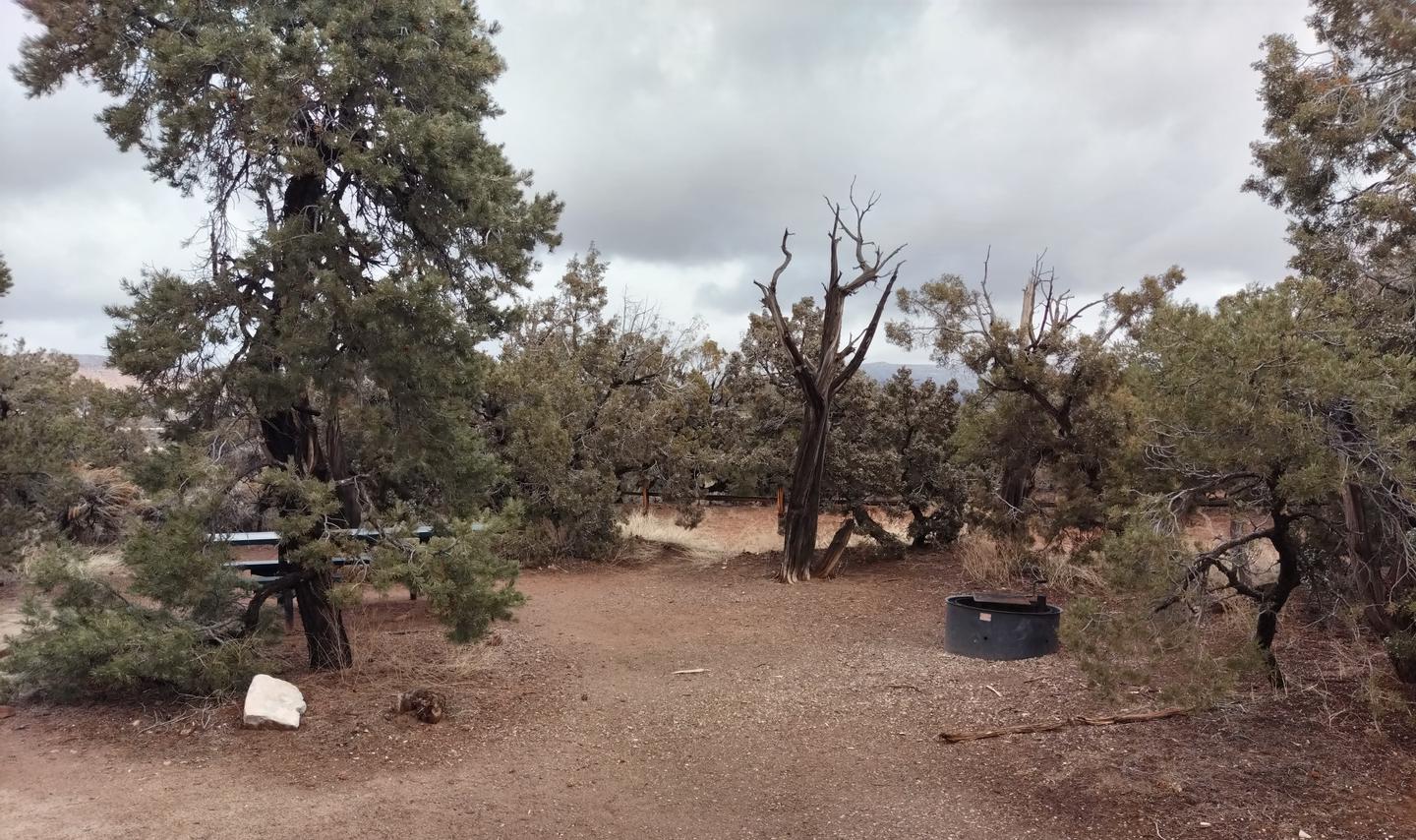 The picnic table and metal fire ring at site one, surrounded by trees.Site 1 has one tent pad, a picnic table, and a metal fire ring. The Natural Bridges Campground is surrounded by a pinon-juniper forest.