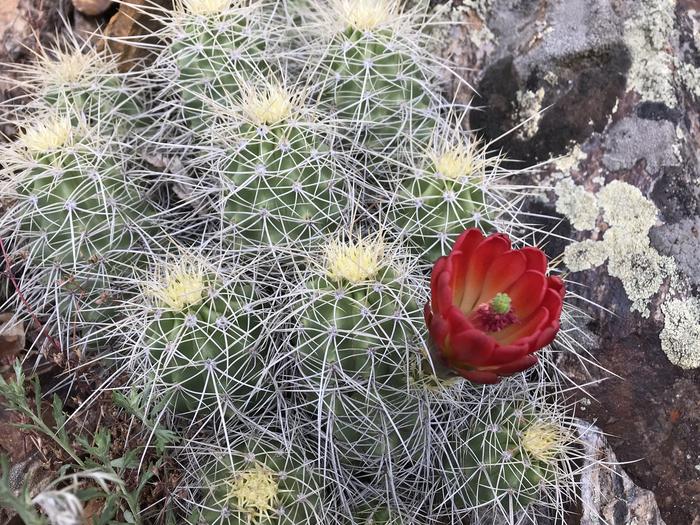 A Hedgehog cactus blooms after a winter with a healthy snowpack.