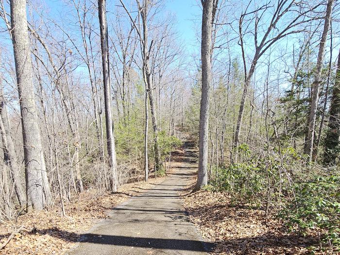 A paved pathway winds through the trees under a blue sky.Trail to the overlook.