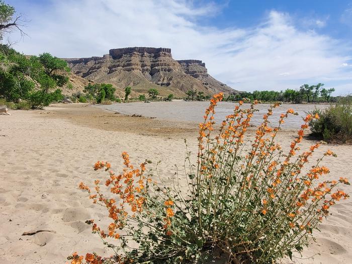 View from Swaseys BeachOrange flowers on the beach with the Green River, beach, and trees in the mid-ground and buttes in the background.