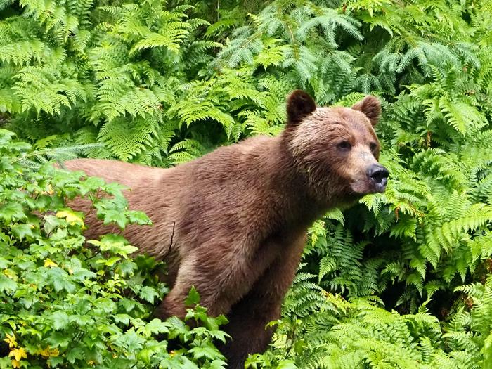 Brown bear at Anan Creek amidst fernsBrown bear at Anan Wildlife Observatory