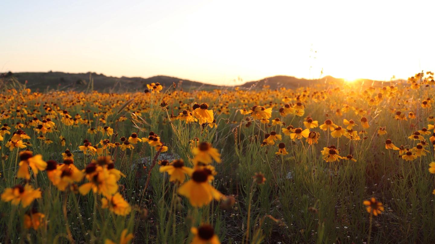A field of yellow wildflowers at sunsetYellow wildflowers at sunset.