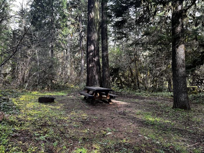 A small campsite with a wooden picnic table and metal fire ring. Large trees as well as dense shrubs surround the site.Site 20 is another great option for tent campers or bike packers.