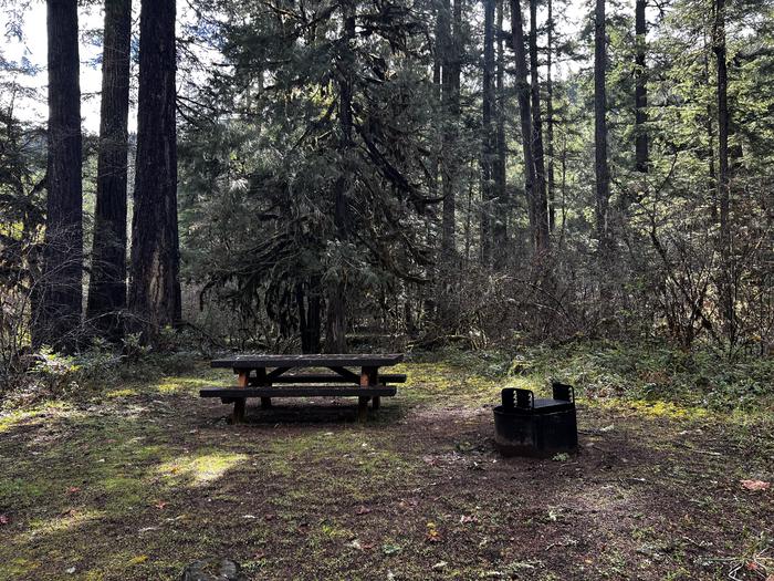 A small campsite with wooden picnic table and metal fire ring. Dense shrubs and a few trees line the perimeter of the site.Another of our pull-through sites, site 21 is well-suited for those pulling small trailers or popup campers.