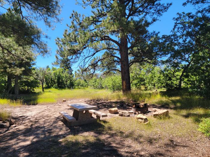An individual campsite with a picnic table and fire ring shaded by ponderosas.Campsite at Price Canyon Recreation Area