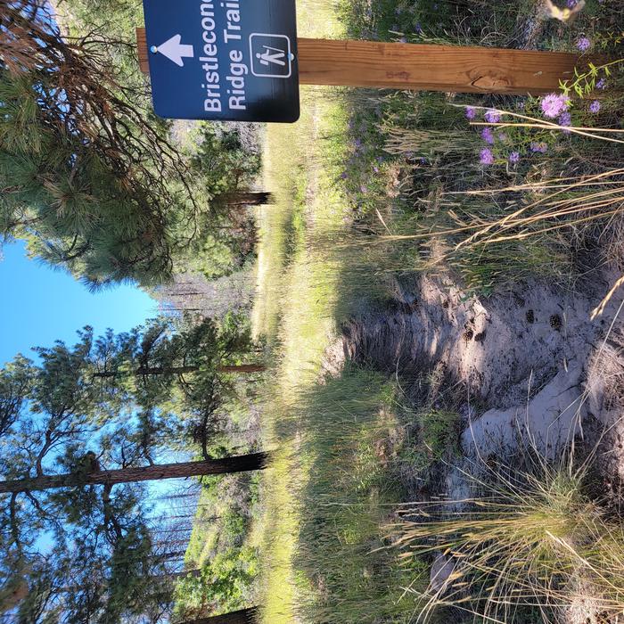 A dirt-surfaced trail cuts through a field with tall grasses and pine trees. There is a sign saying "Bristlecone Ridge Trail."The Bristlecone Ridge hiking trail.