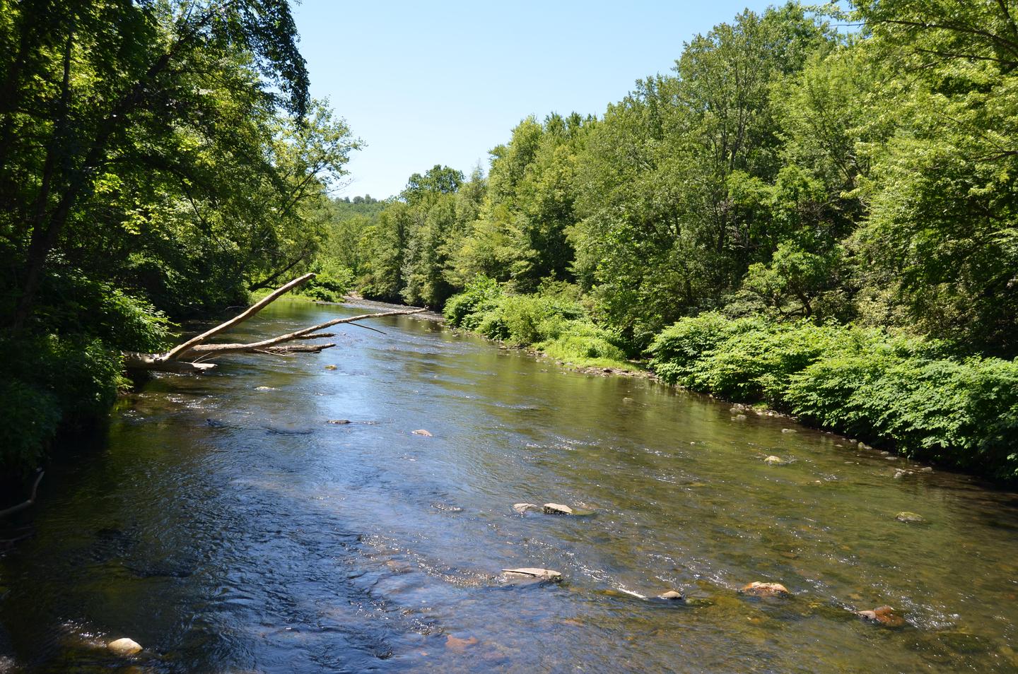 A river is gently flowing.  Trees surround both banks of the stream.Lackawanna River