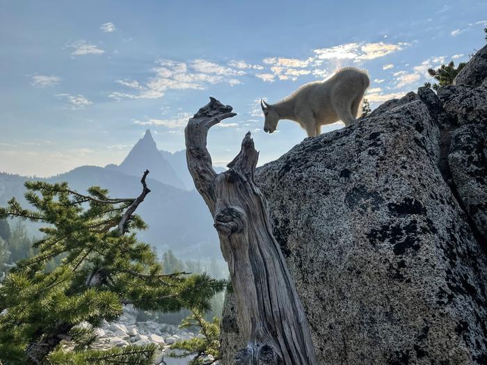Mountain goat standing on a rock, mountain peaks scattered in the background.Mountain goat in the Core Enchantments with Prusik Peak in the background. 