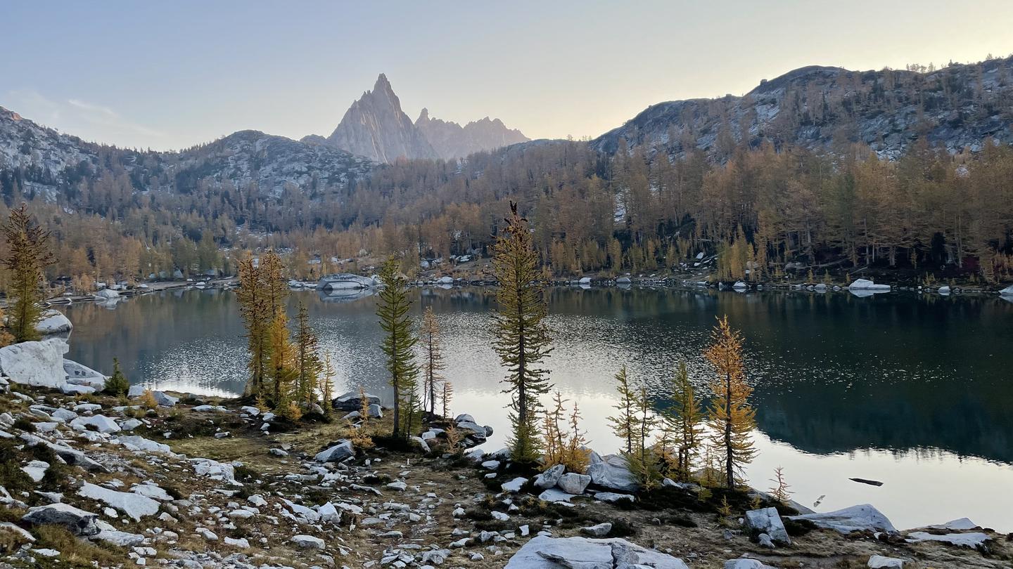 trees with pine needles turning yellow in the fall in front of a shimmering lake and mountain peaks in the background.View of Prusik Peak in the Core Enchantments, with larches scattered throughout the foreground.