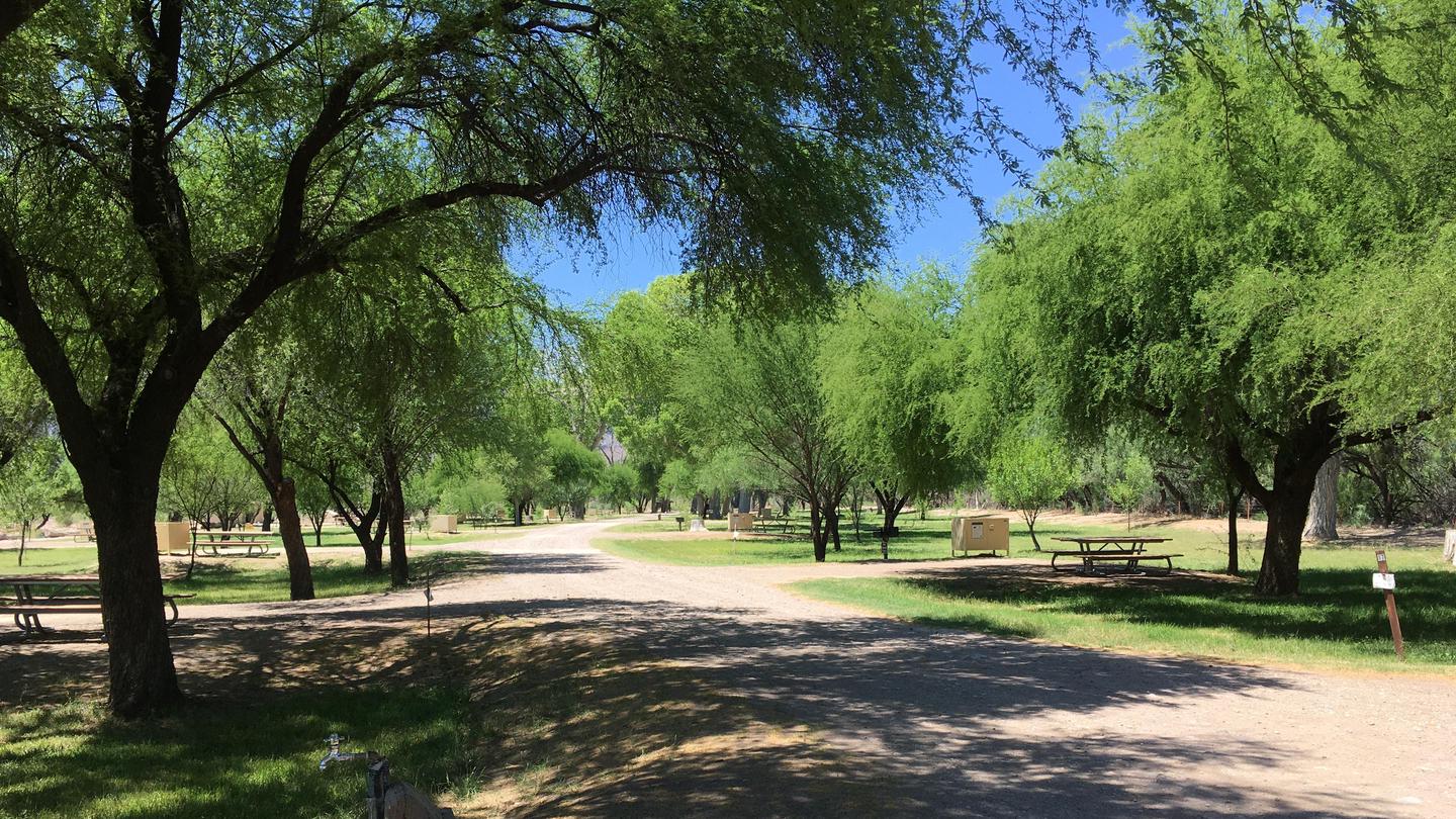 Cottonwoods and acacia trees provide shelter and shade to campers.