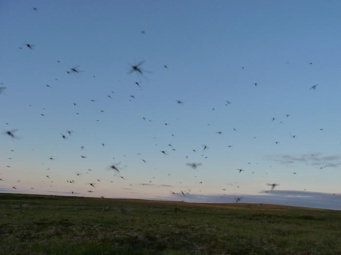 a lot of mosquitoes buzzing in the are above the tundraIn summer, mosquitoes in parts of Alaska can seem more plentiful than grains of sand on a beach!