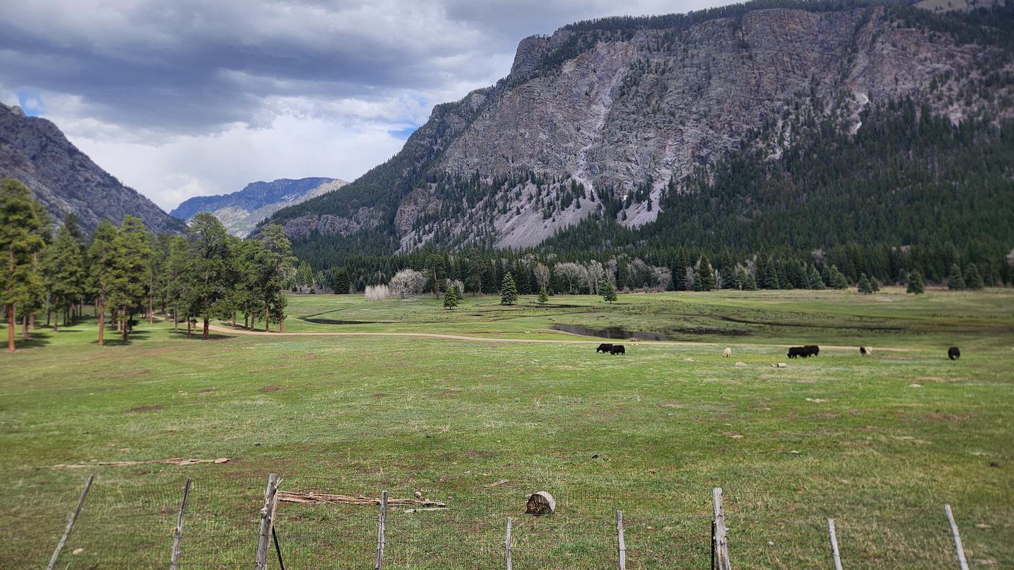 Overlooking Granite Peaks Ranch, Yaks grazing in meadow.
