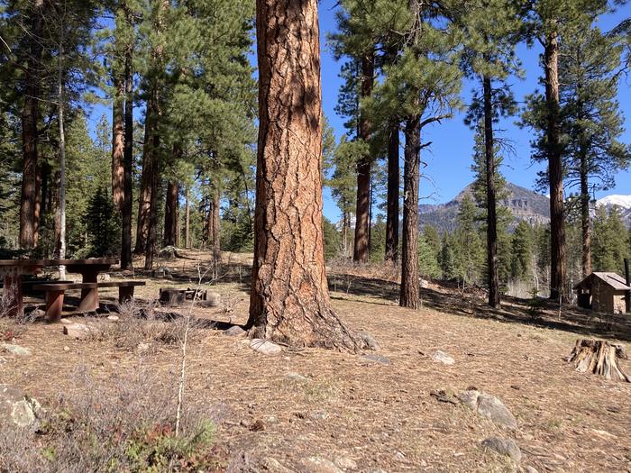 A photo of Site 37 of Loop B at WILLIAMS CREEK CAMPGROUND with Picnic Table, Fire Pit, Shade
