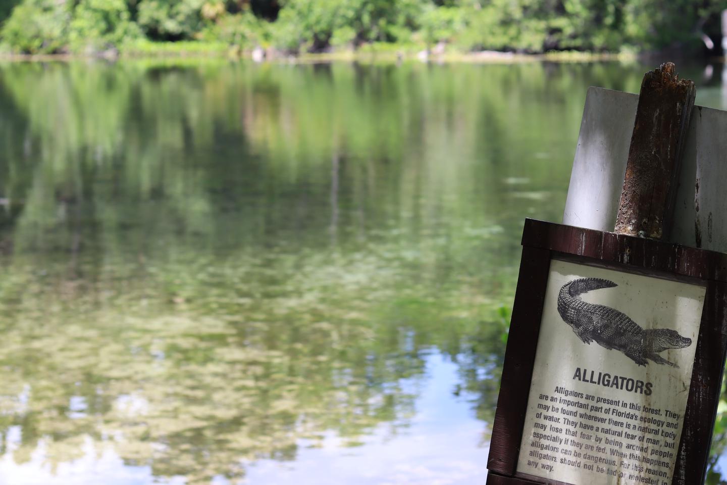 Beware of alligators!Beware of alligators! Do not swim near or in aquatic vegetation for your own safety. 