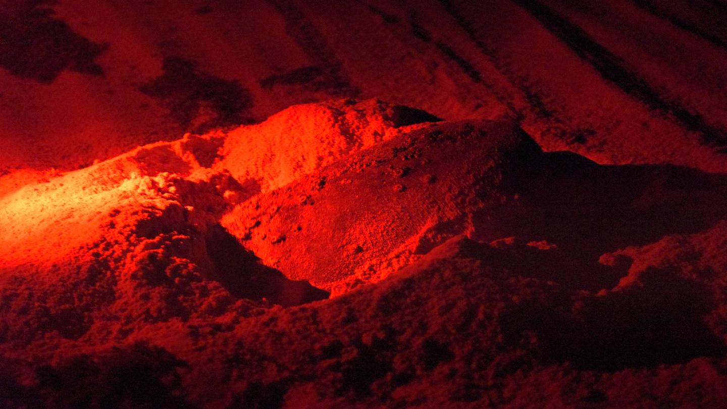 Loggerhead Sea Turtle Laying Nest on Canaveral National Seashore using red lights at night