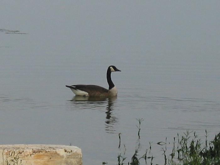 Goose on the water