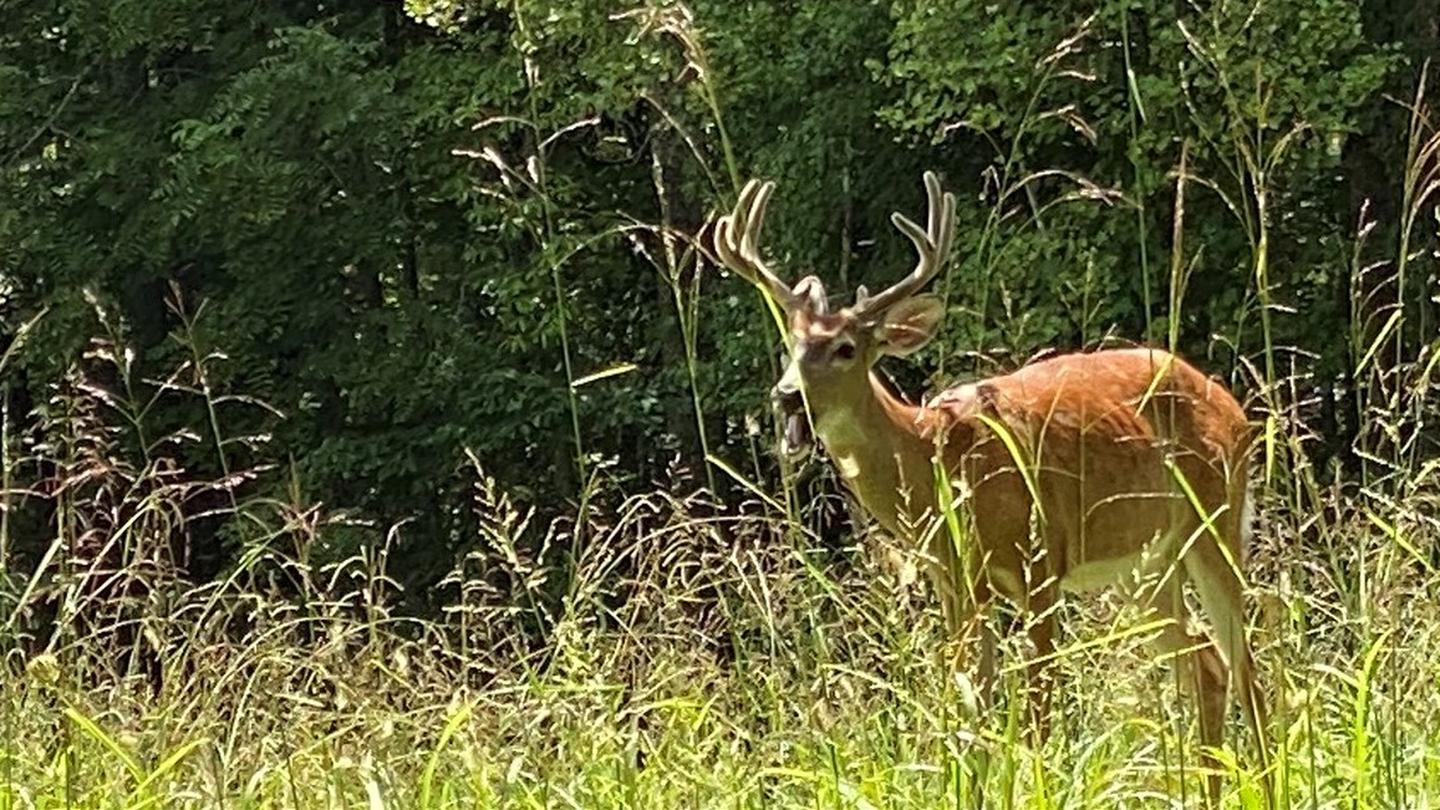 Buck in foreground with woods behind. Buck in foreground with woods behind.