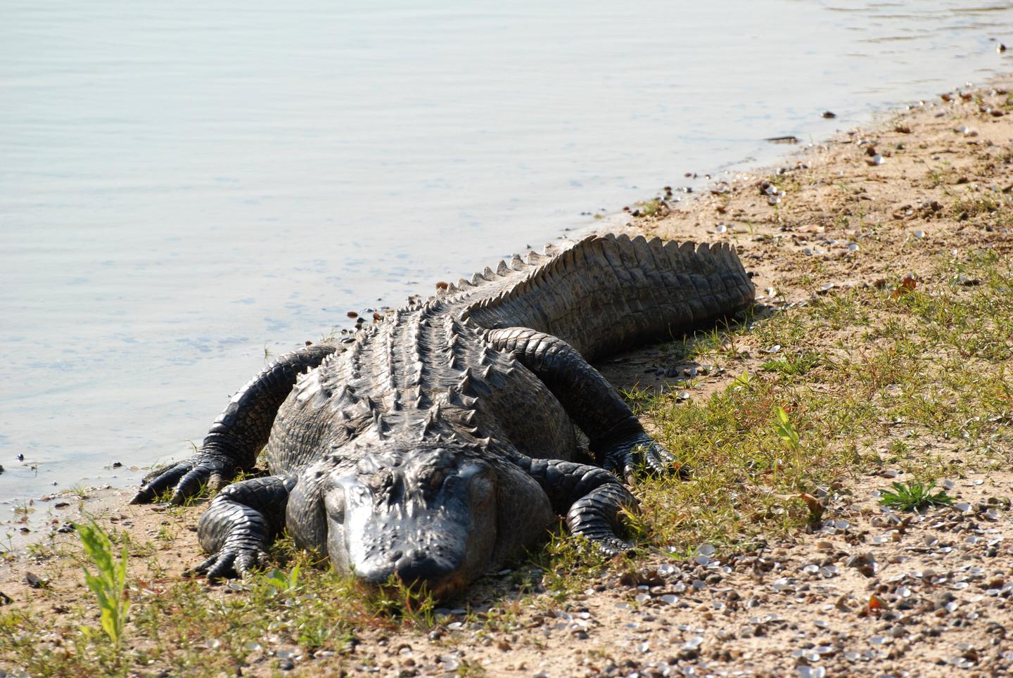 Alligator beside water on bank