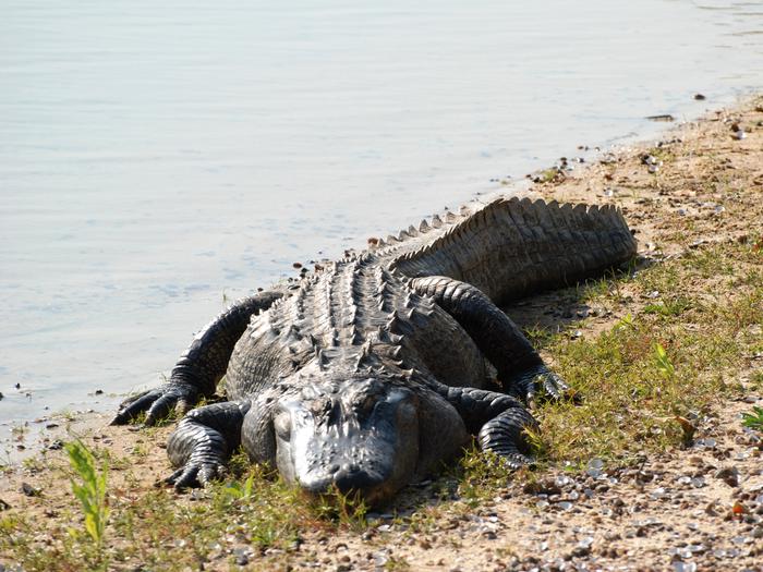 Alligator beside water on bank