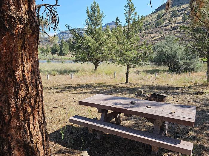 This photo shows an example of a walk-in campsite at Service Creek with a picnic table and large ponderosa pine tree.Service Creek walk-in campsite with large ponderosa pine tree