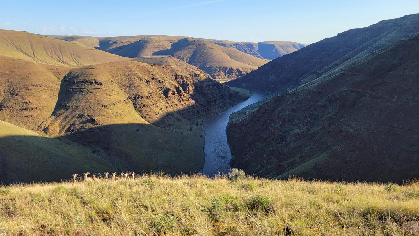 This photo depicts the John Day River from high up on a nearby hillside with bighorn sheep in the foreground.The John Day Wild and Scenic River with bighorn sheep in the foreground