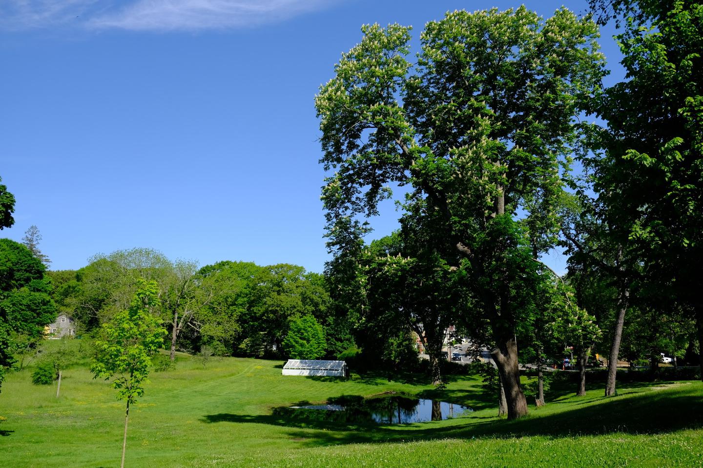 A grassy field surrounded by trees with a horse chestnut tree and small pond on the right and a white greenhouse in the background.The grounds of Peace field recall the rural character of the Adams family's farm and country estate. 