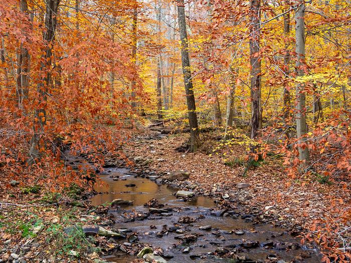 Small rocky creek lined with trees in orange and gold foliage.The eastern deciduous forest provides privacy and seclusion.